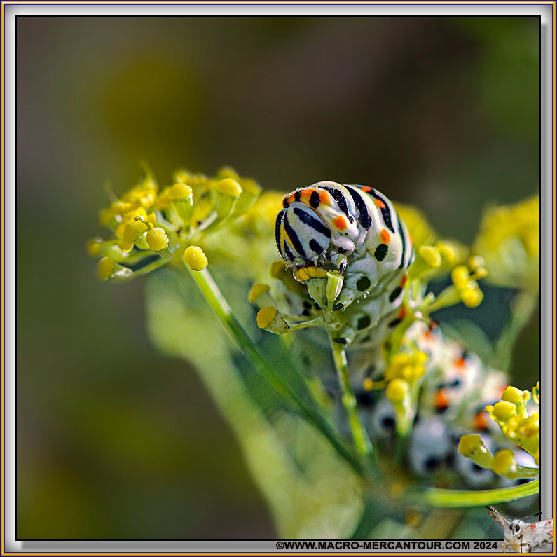 Chenille du Machaon